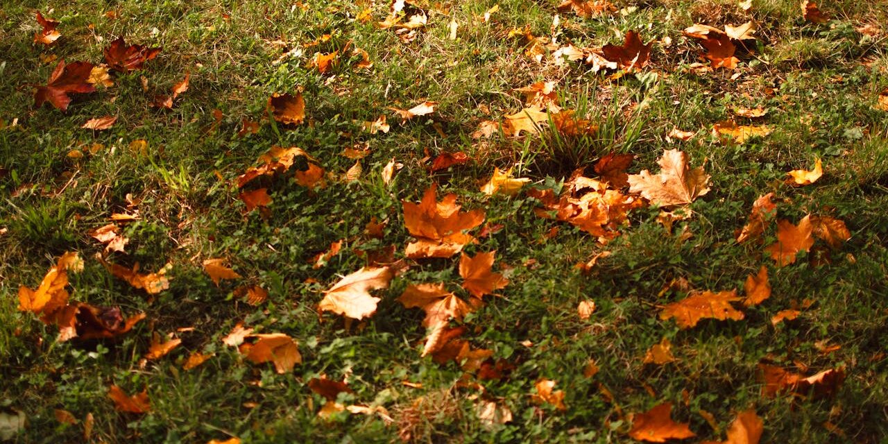 Dmuchawa do liści Husqvarna – jak wybrać najlepszy model do ogrodu?