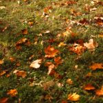 Dmuchawa do liści Husqvarna – jak wybrać najlepszy model do ogrodu?