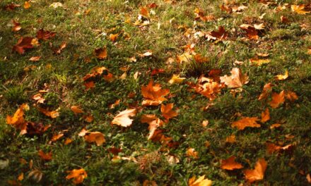 Dmuchawa do liści Husqvarna – jak wybrać najlepszy model do ogrodu?