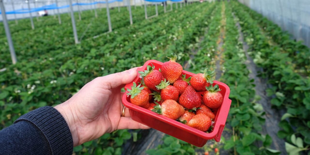 Praca sezonowa za granicą – gdzie warto wyjechać na wakacje 2026?