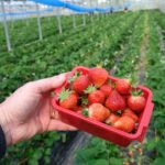 Praca sezonowa za granicą – gdzie warto wyjechać na wakacje 2026?