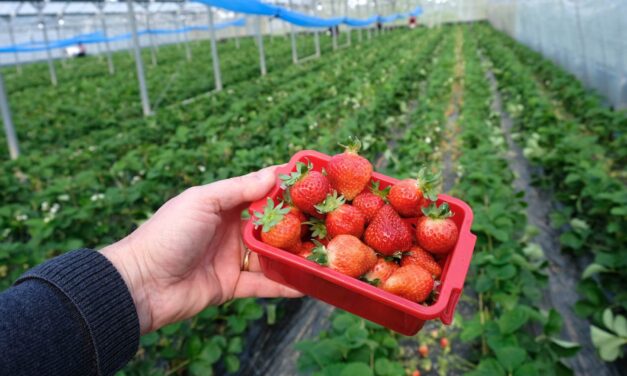 Praca sezonowa za granicą – gdzie warto wyjechać na wakacje 2026?